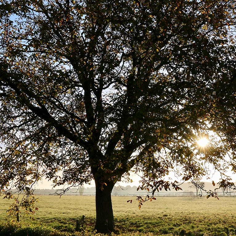 View of Strong Tree in a Country Field with the Sun Filtering Through